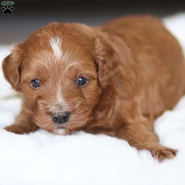 Bear, Cavapoo Puppy